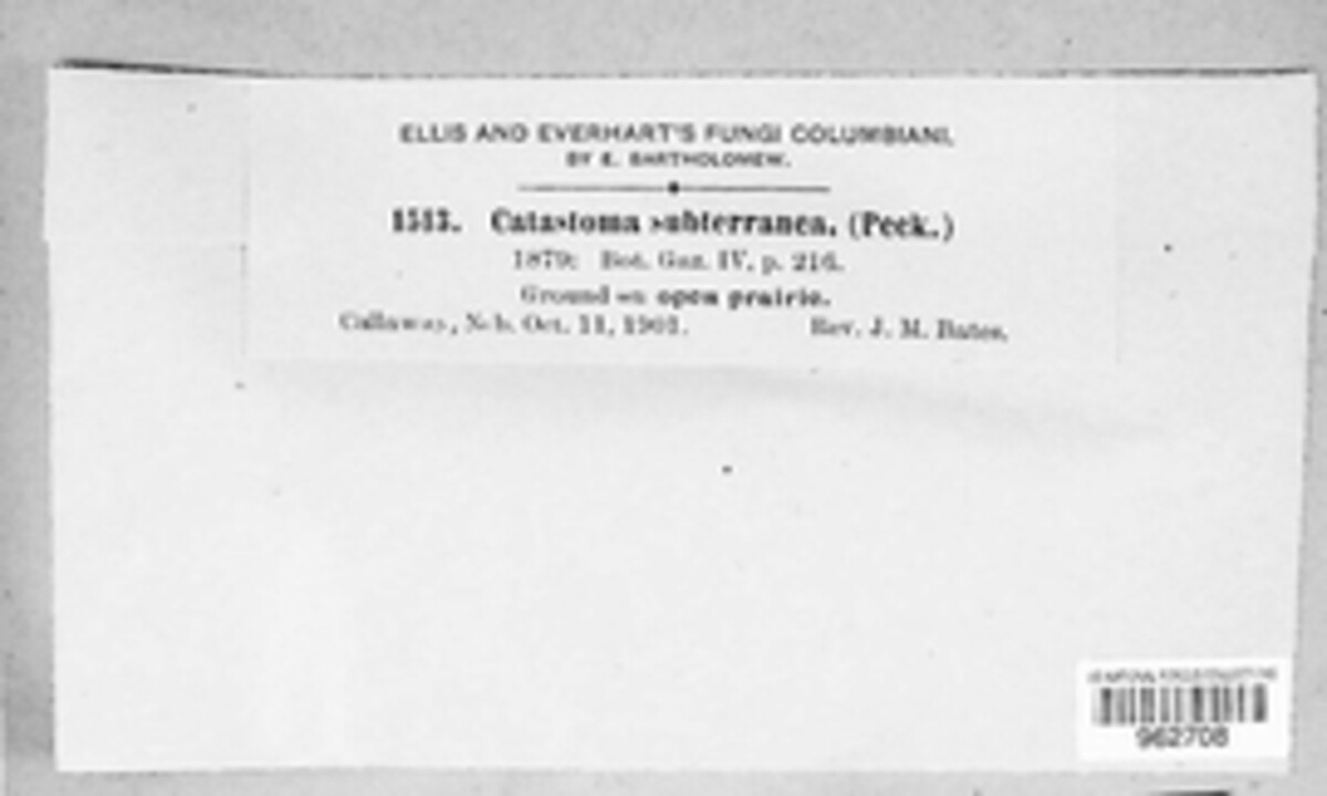 Disciseda subterranea image